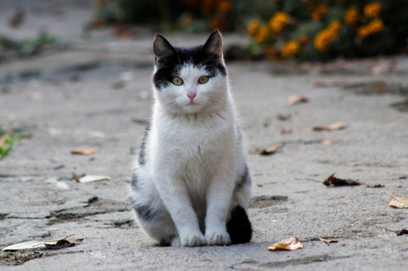 Десять ветеринарных клиник Кургана участвуют в акции по льготной стерилизации питомцев