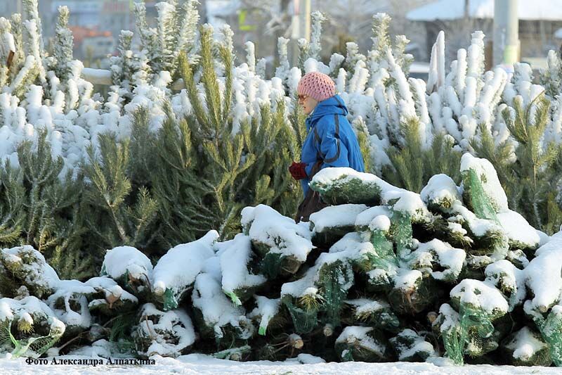 В Кургане начали продавать новогодние ёлки