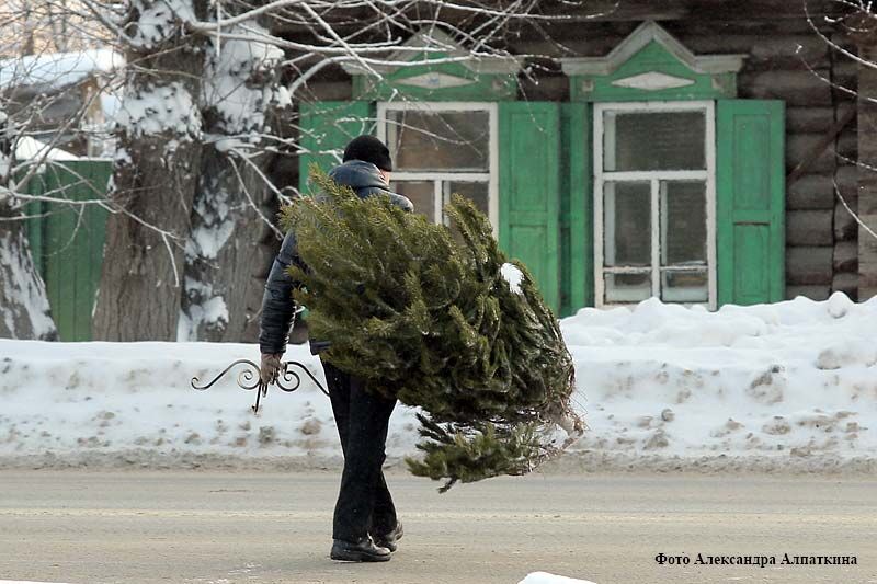 Малоимущим курганцам на Новый год подарили 250 ёлок