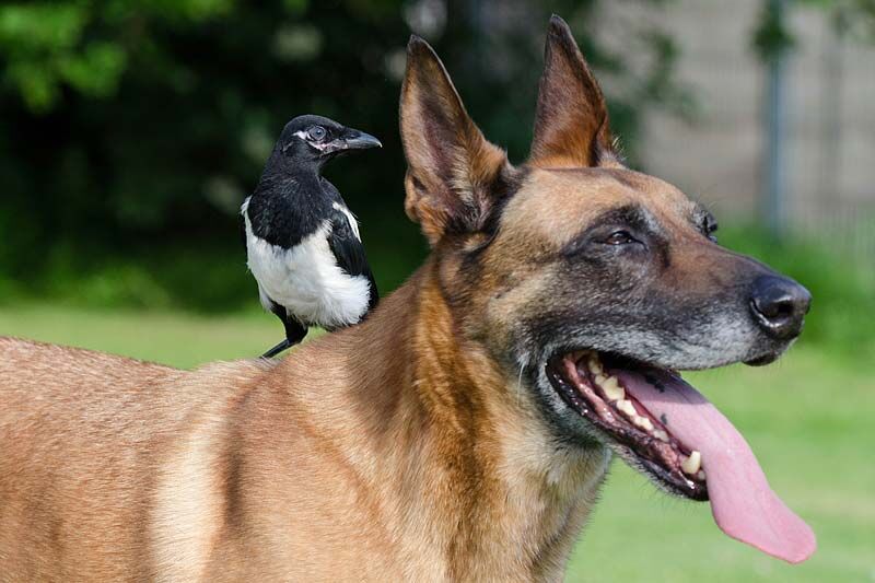 В Кургане потратили 600 тысяч на отлов бездомных животных