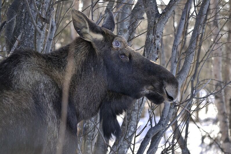 Зауральские власти опровергли случаи заразных заболеваний диких животных в регионе