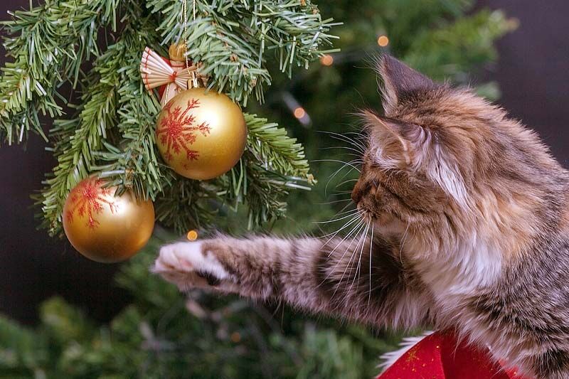 Каждый четвертый россиянин наряжает елку в одиночку