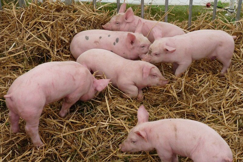 С Курганской области снят статус региона как «неблагополучного по африканской чуме свиней»