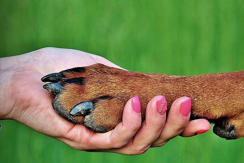 В Юговке для юных курганцев пройдет занятие с логопедом-дефектологом в компании собаки