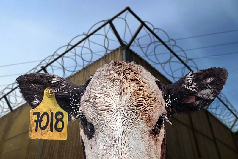 Уголовное дело в отношении зауральского фермера, купившего GPS-трекер для теленка, закрыто