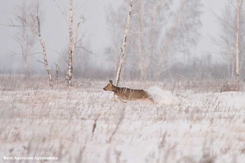 В Зауралье массово мигрируют косули