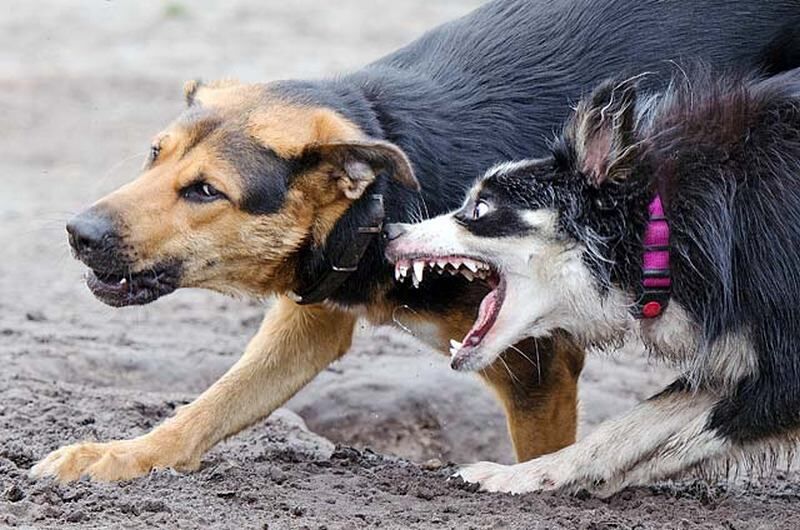 В Кургане школьницу покусала собака