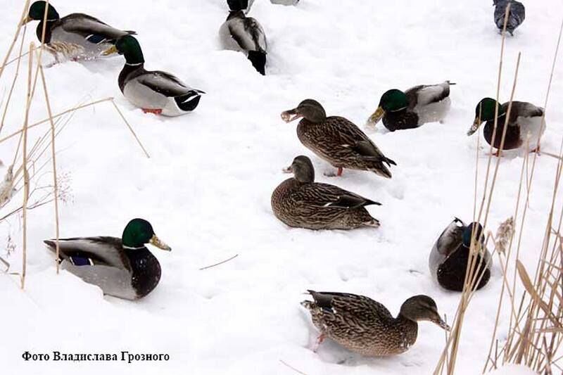 Зауральцам предлагают посчитать уток