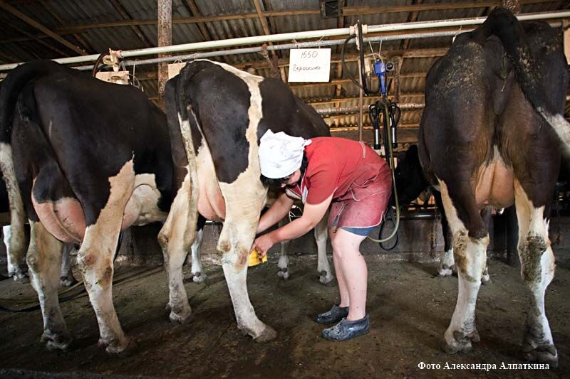 В Курганской области установлен карантин из-за опасной инфеции