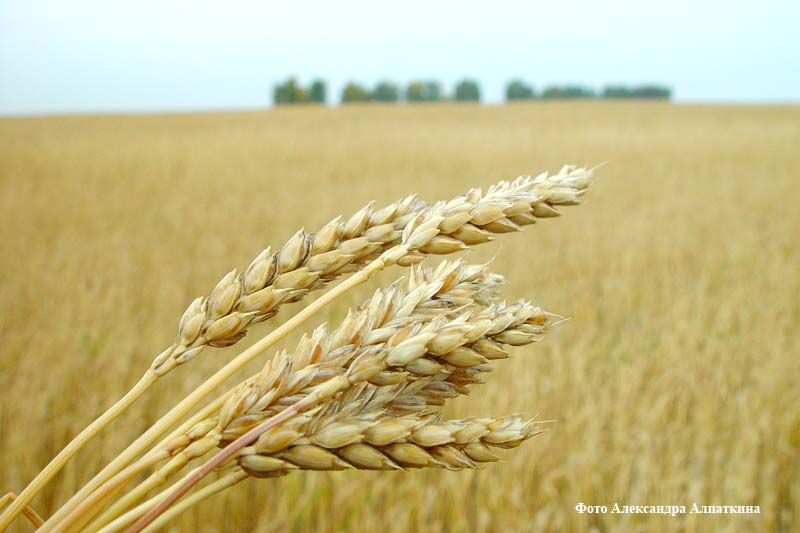 Курганский губернатор раскрыл подробности о дисконтах на земельные участки