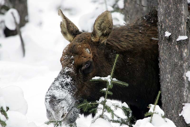 В Курганской области пригородный поезд сбил насмерть лося