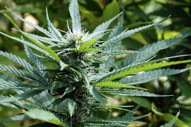 Курганец съездил в лес за коноплей и был задержан полицией