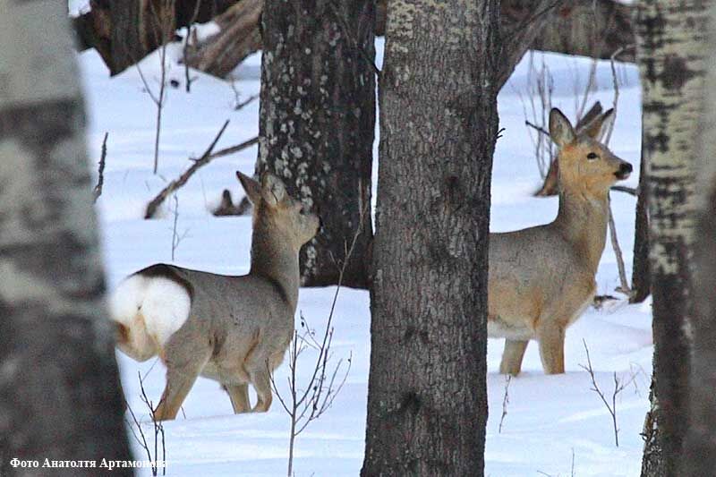 В Курганской области из-за морозов фиксируются массовые скопления косуль возле автодорог