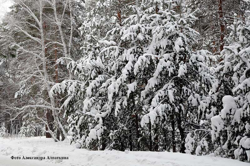 В Курганской области осужден директор лесхоза