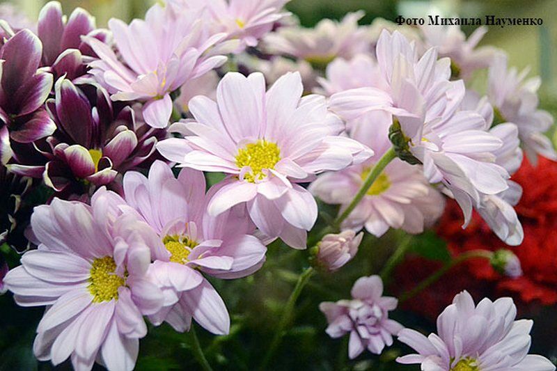 В Кургане откроется выставка хризантем