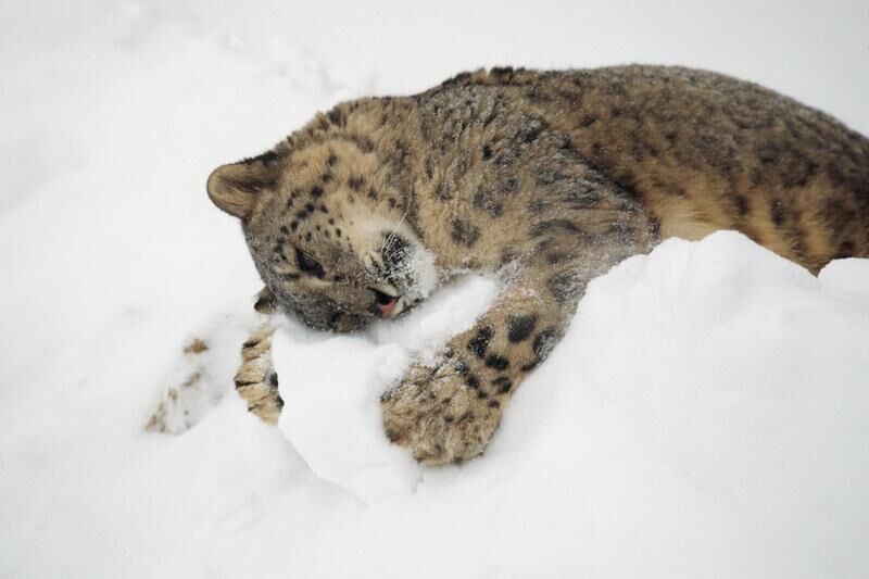 В Курганской области браконьеры застрелили рысь