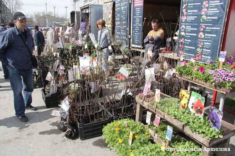 В Курган привезут саженцы и семена со всего Урала и Сибири