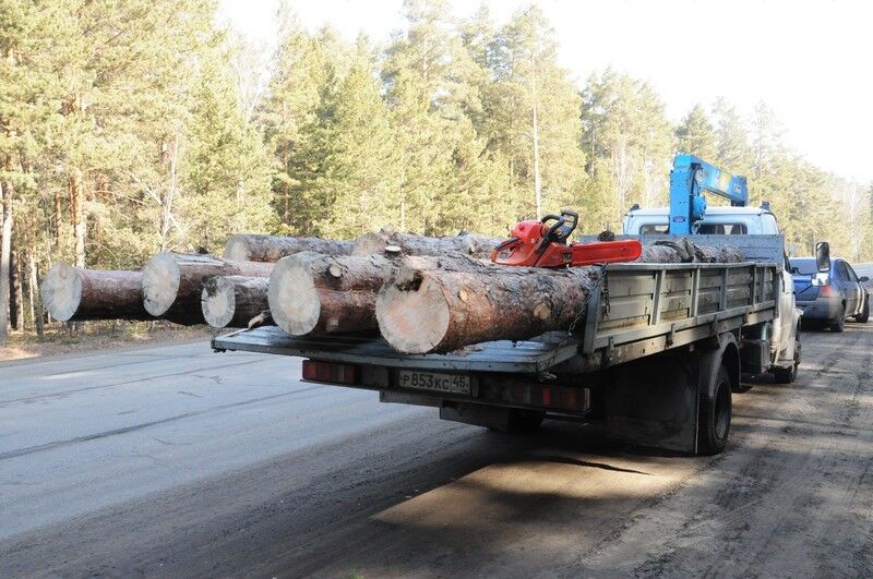 В Курганской области открыта «горячая линия» для сообщений о незаконной рубке леса, свалках и возгораниях