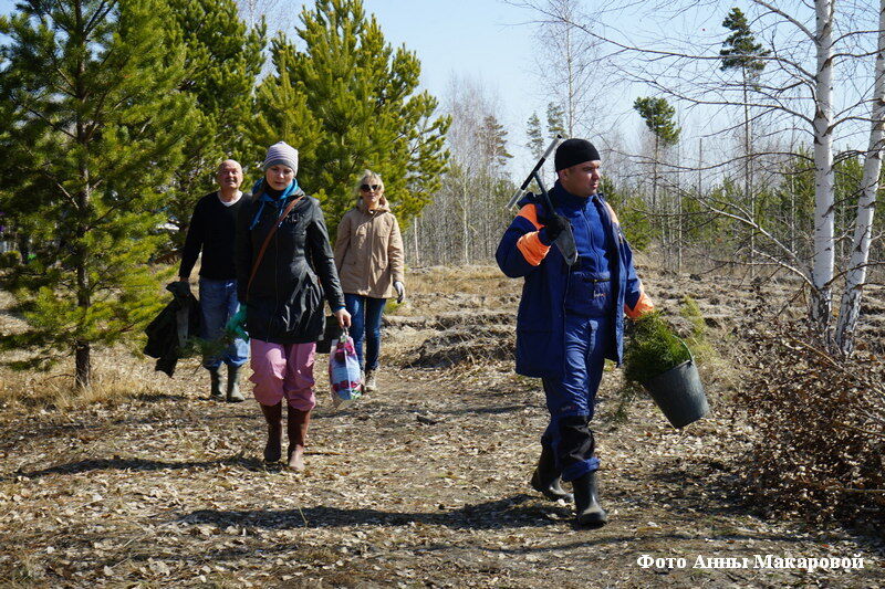 Вокруг Кургана решили создать «зелёный щит»