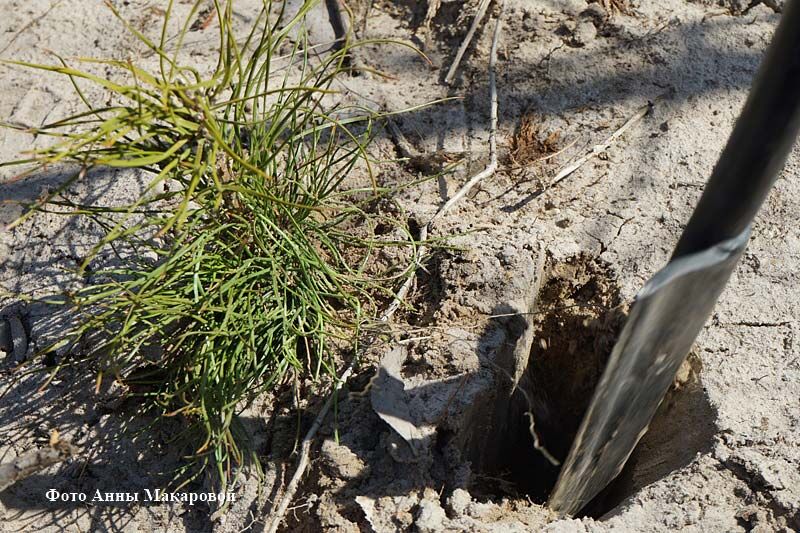 К великому празднику в Зауралье высадят сосны в виде надписи «75 лет Победы»