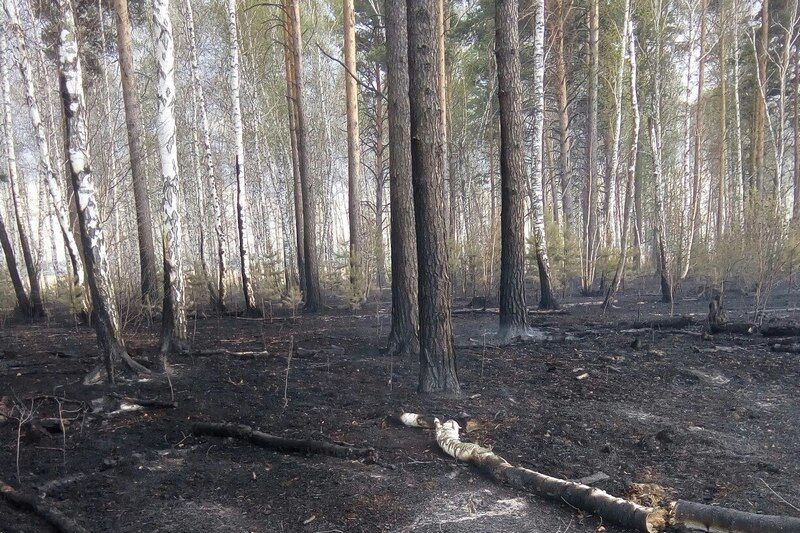 Специалисты МЧС России рассказывают, как поступить, если вы попали в зону лесного пожара