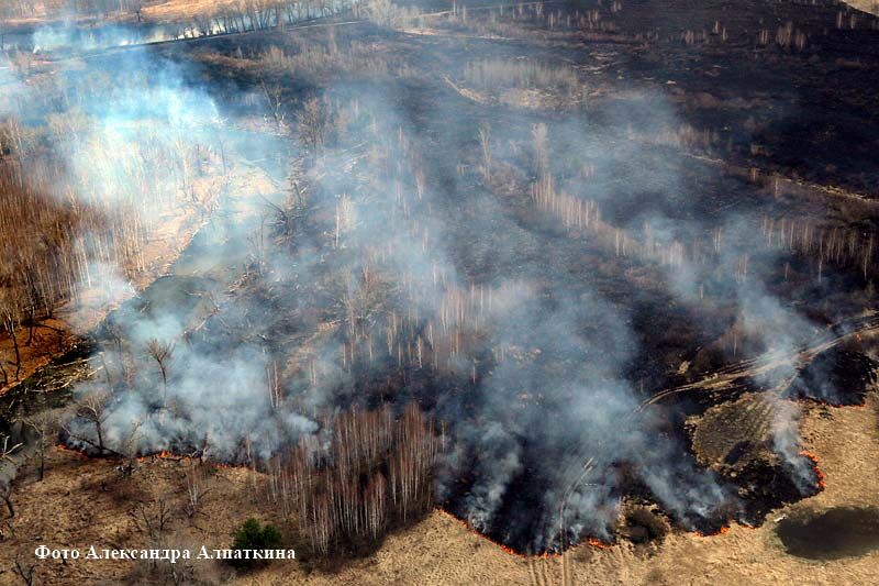 Леса на территории Курганской области стали гореть чаще на 22%
