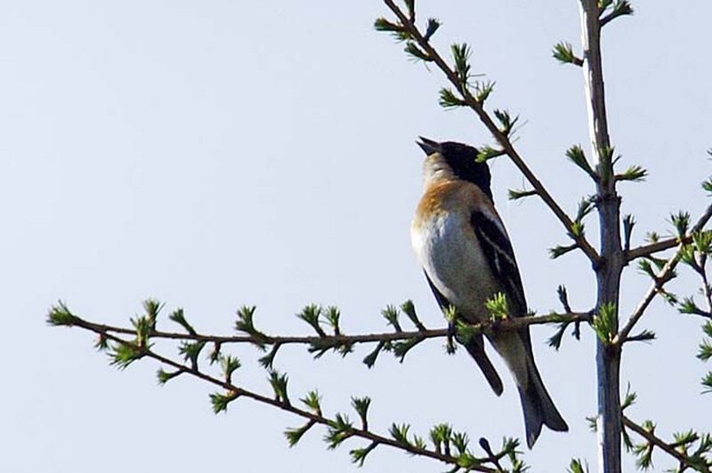 Курганцам предлагают посчитать соловьев