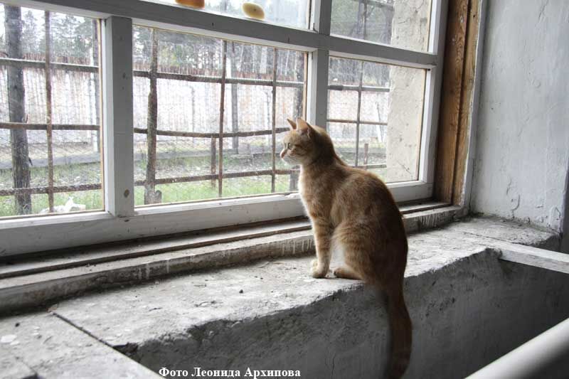 Статистика увеличила подростковую преступность в Зауралье