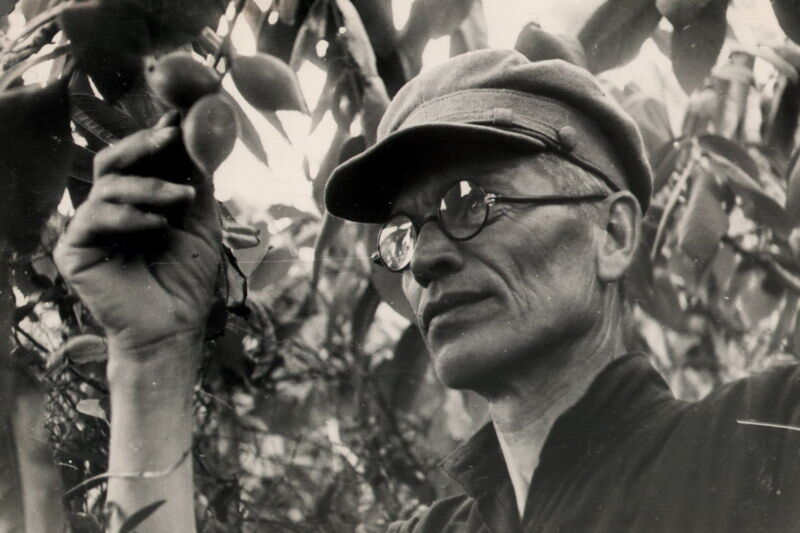 7 июня 1932 года Аркадий Бирюков в Шадринске заложил промышленный сад