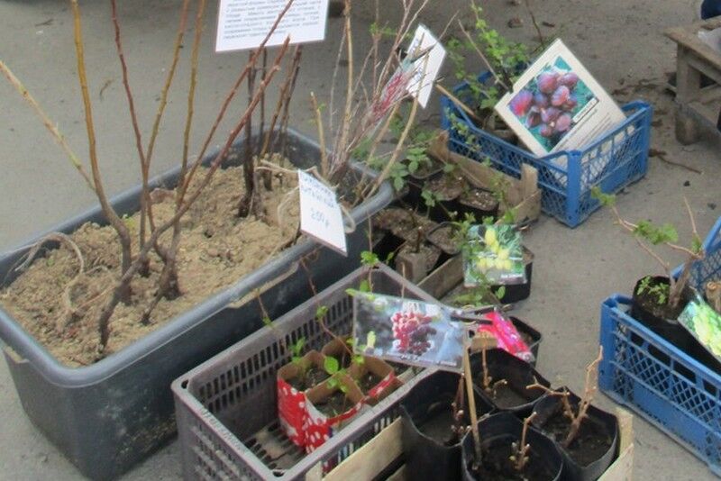 В Кургане на Некрасовском рынке продвали запрещенные саженцы и семена