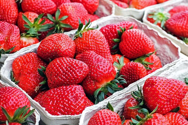 В Зауралье развивается производство ягод и фруктов