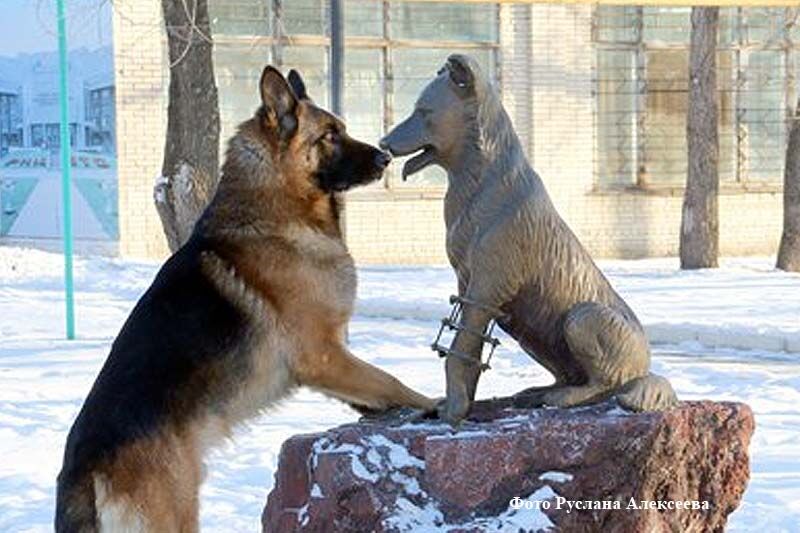 В Курганском медицинском кластере появится ветеринарное направление
