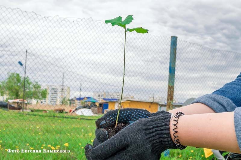 В Заозёрном высадили 75 дубов