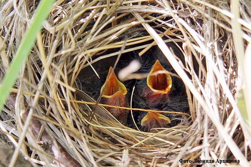 Курганцев просят не «спасать» птенцов