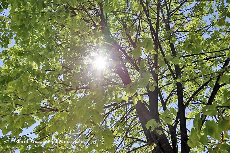 Сковородка Солнца: гидрометцентр спрогнозировал для курганского региона аномальную жару