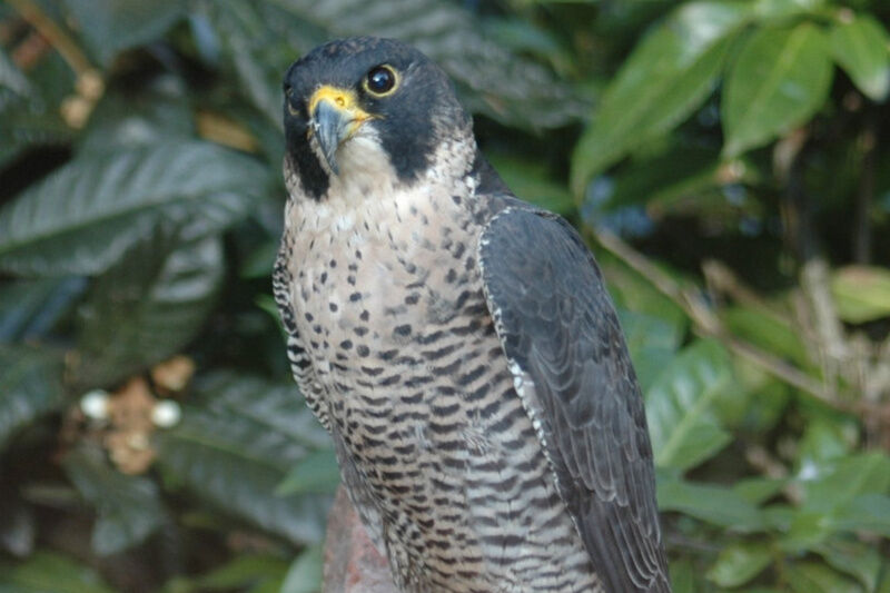 Президент России подписал закон, ужесточающий ответственность за торговлю редкими животными в интернете