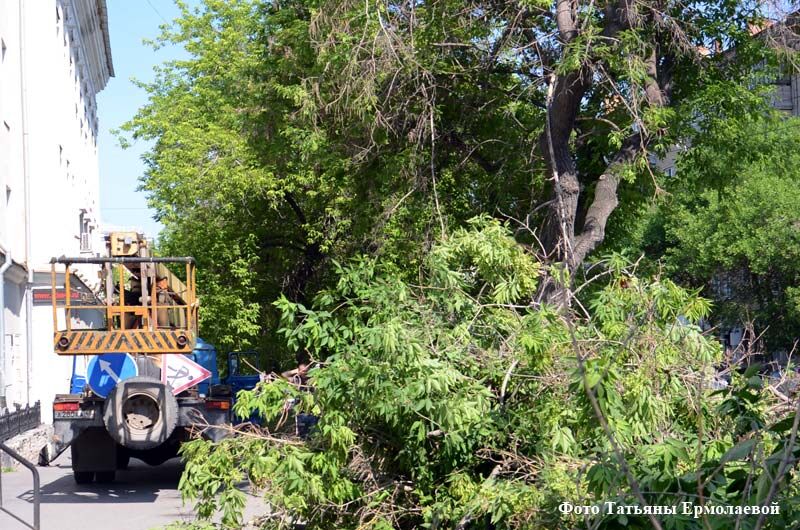 Почему на улицах Кургана спиливают деревья?