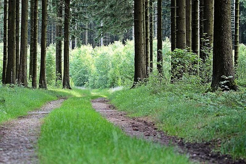 В Курганской области до сих пор ищут 89-летнюю женщину, заблудившуюся в лесу 8 сентября