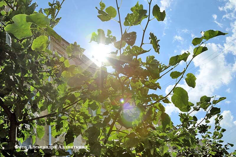 5 причин озеленять города