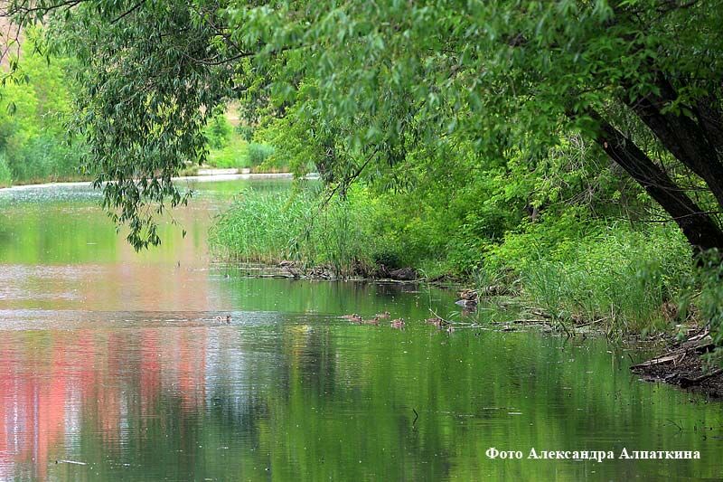 В курганском ЦПКиО можно будет покататься на катамаранах