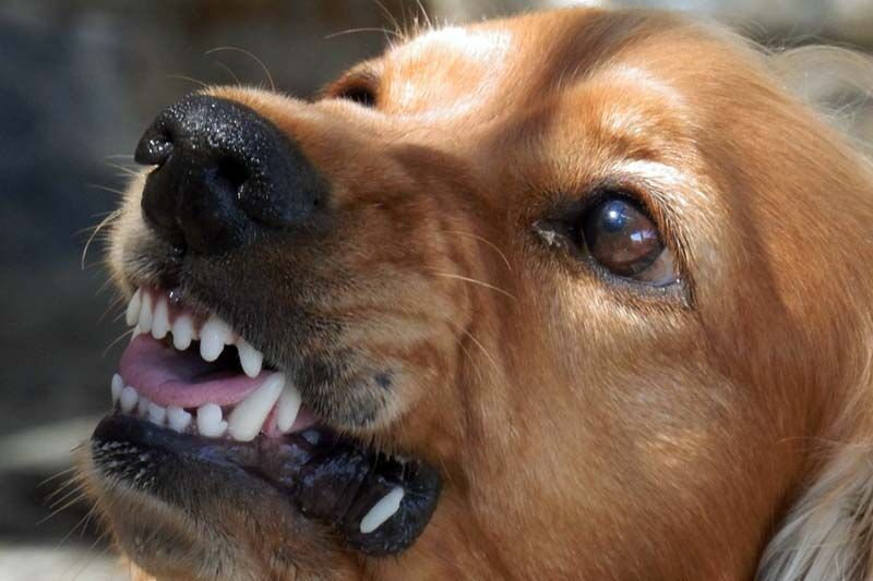 Курганские власти предупредили о возможном нападении бездомных собак