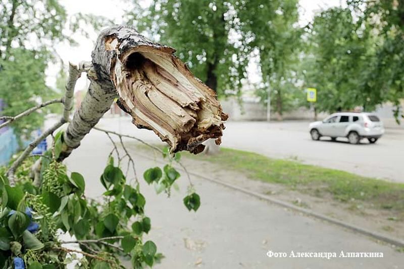 Нападение деревьев