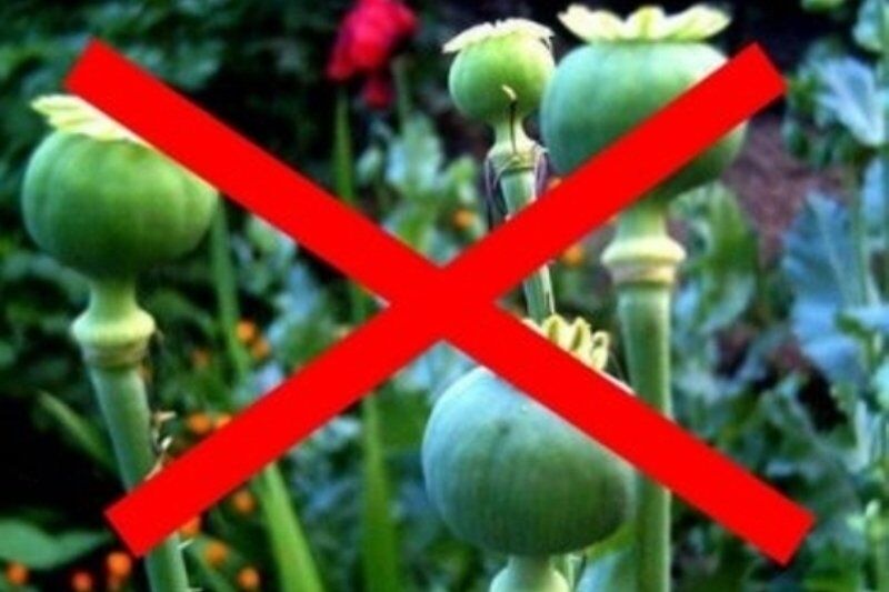 Курган очищают от дикорастущих растений, которые могут послужить сырьем для наркотиков