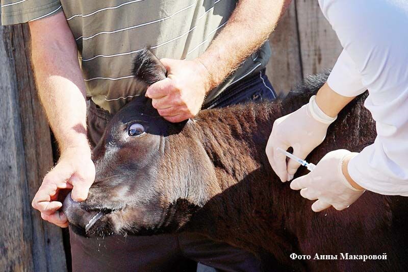 В Тюменской области ввели карантин из-за опасной болезни крупного рогатого скота