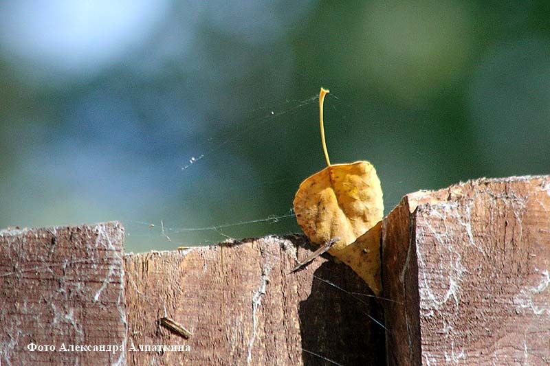 «Я календарь переверну…»: 3 сентября – особая дата в истории российской мемологии