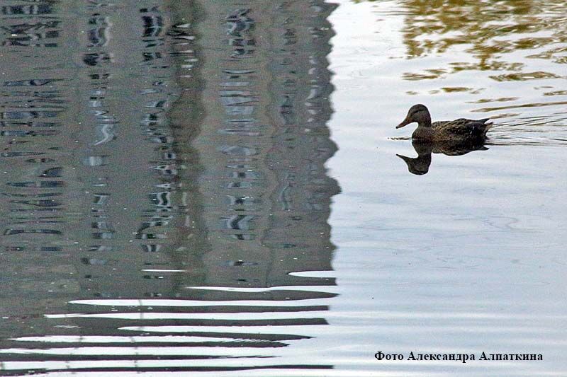 Курганцев приглашают посчитать водоплавающих птиц в акции «Серая шейка – 2019»