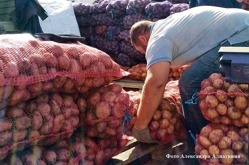 Курганские аграрии готовы обеспечить зауральцев и жителей других регионов продуктами собственного производства
