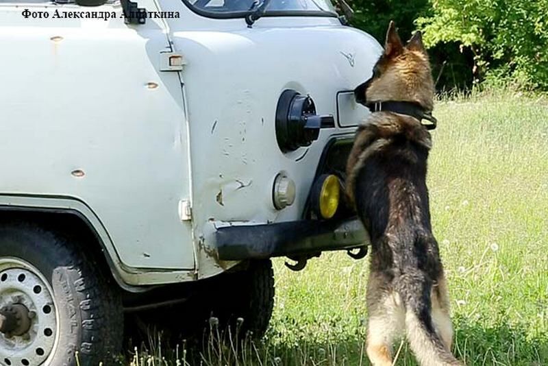 Курганские полицейские стали лучшими на XХll Всероссийском чемпионате по многоборью кинологов