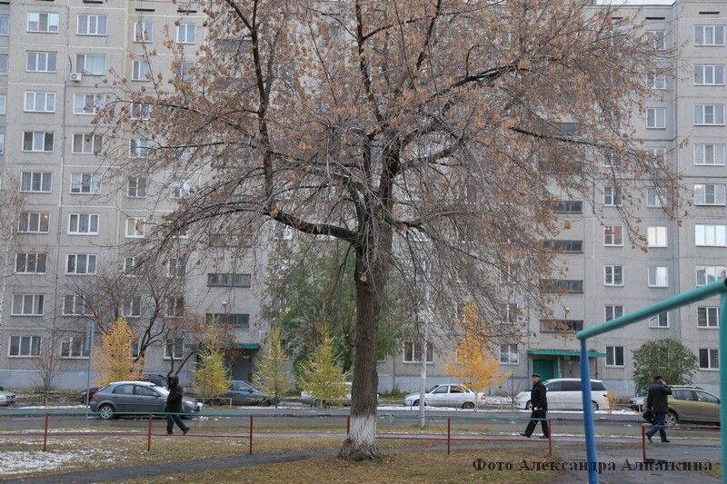 В Кургане назвали пятизвёздочные управкомпании