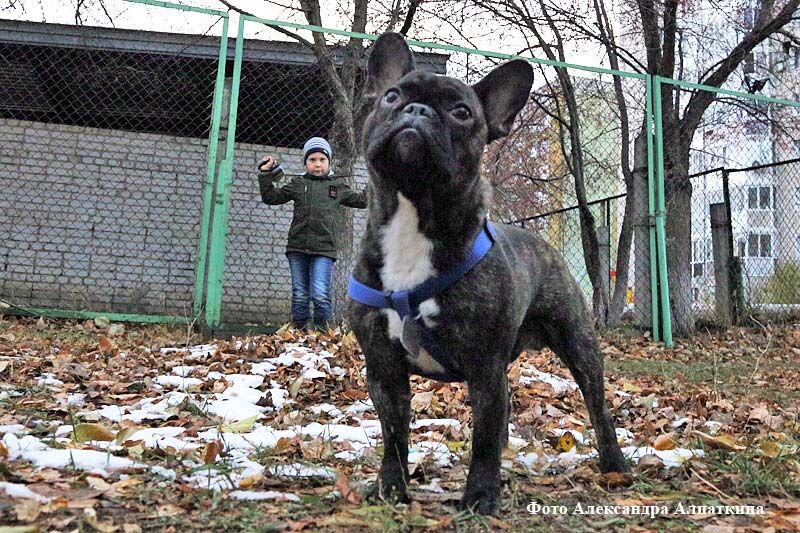 Курганцам нужны площадки для выгула собак